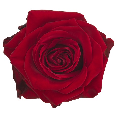 Velours! - Schreurs Roses