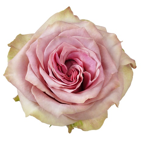 Retro Love! - Schreurs Roses
