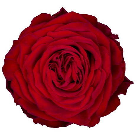 Collection - Schreurs Roses