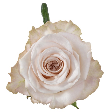 Collection - Schreurs Roses