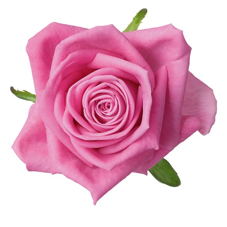 Collection - Schreurs Roses