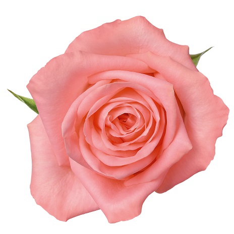 Collection - Schreurs Roses