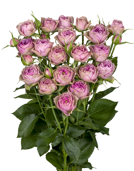 Lavoye! - Schreurs Roses