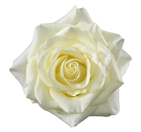 Collection - Schreurs Roses