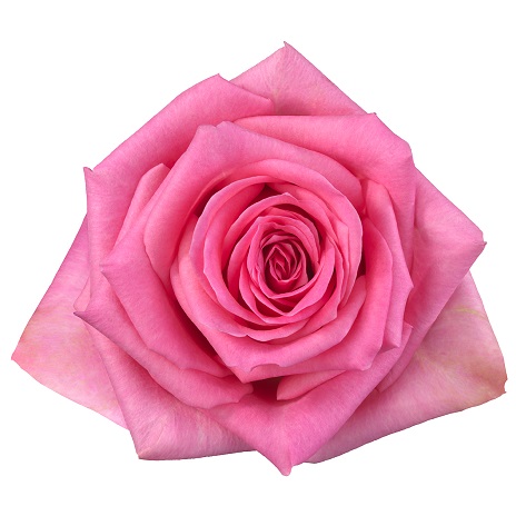 Collection - Schreurs Roses