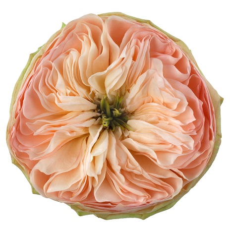 Pinky Pie! - Schreurs Roses