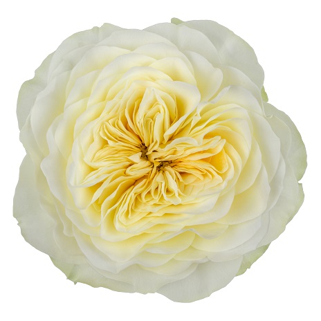 Collection - Schreurs Roses