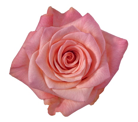 Collection - Schreurs Roses