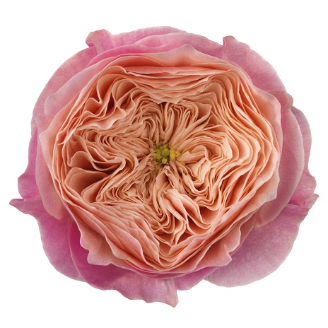 Harper! - Schreurs Roses