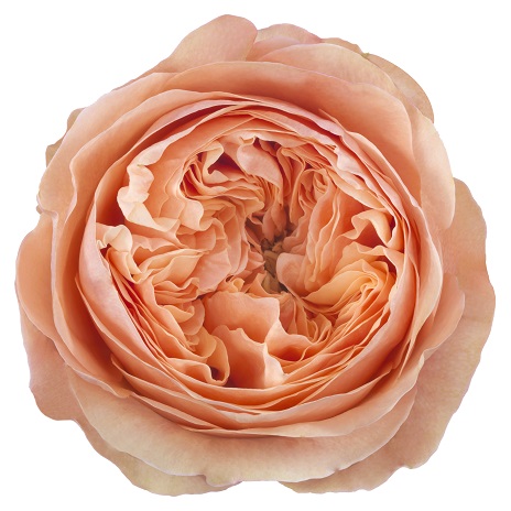 Collection - Schreurs Roses