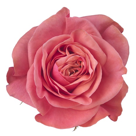 Collection - Schreurs Roses