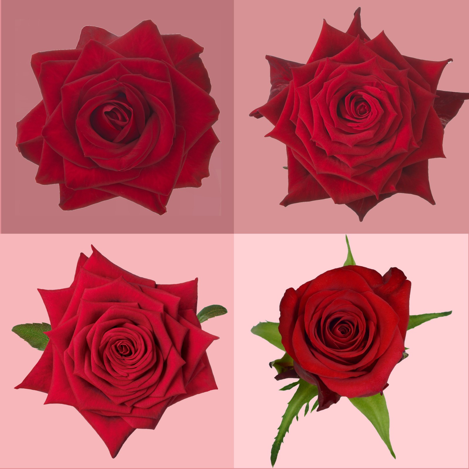 roses - Schreurs Roses