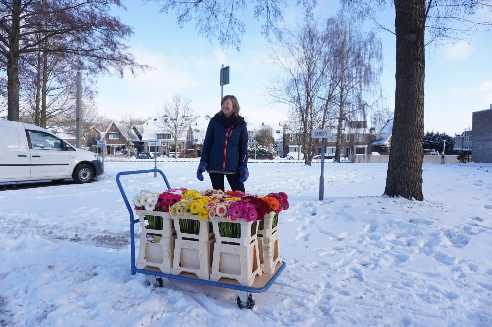 Special gerbera delivery