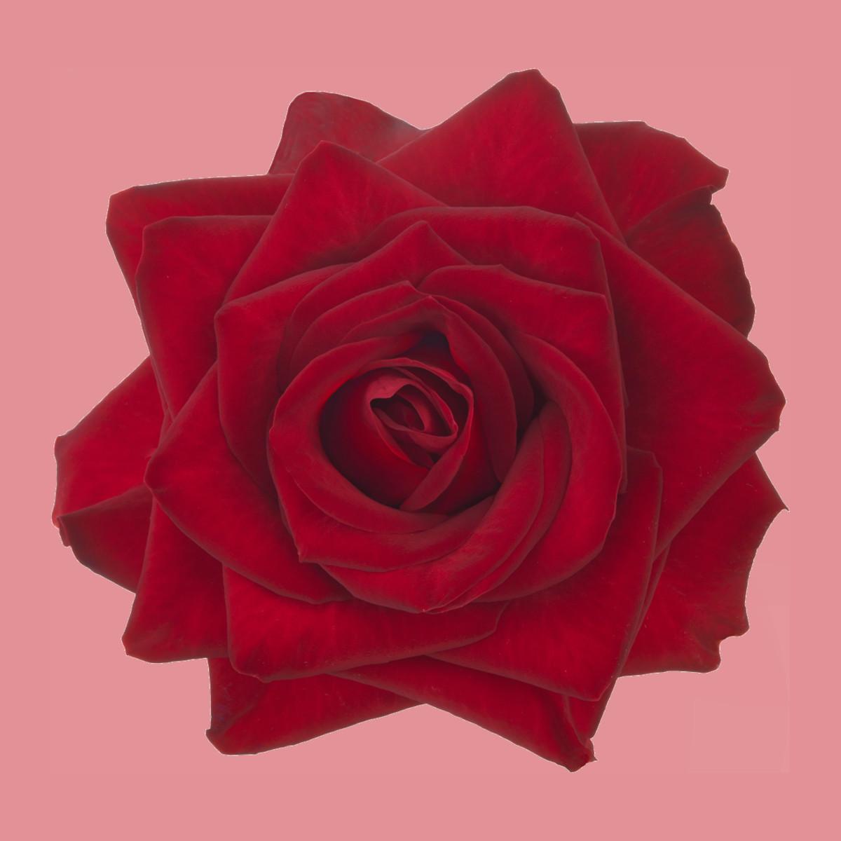 Valentine's favorite red roses