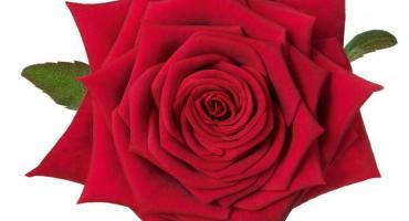 Valentine: Schreurs loves Red Naomi! # "Command Cupid"