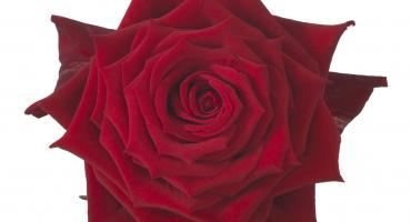 Happy Valentine's Day!
