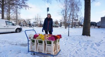 Special gerbera delivery