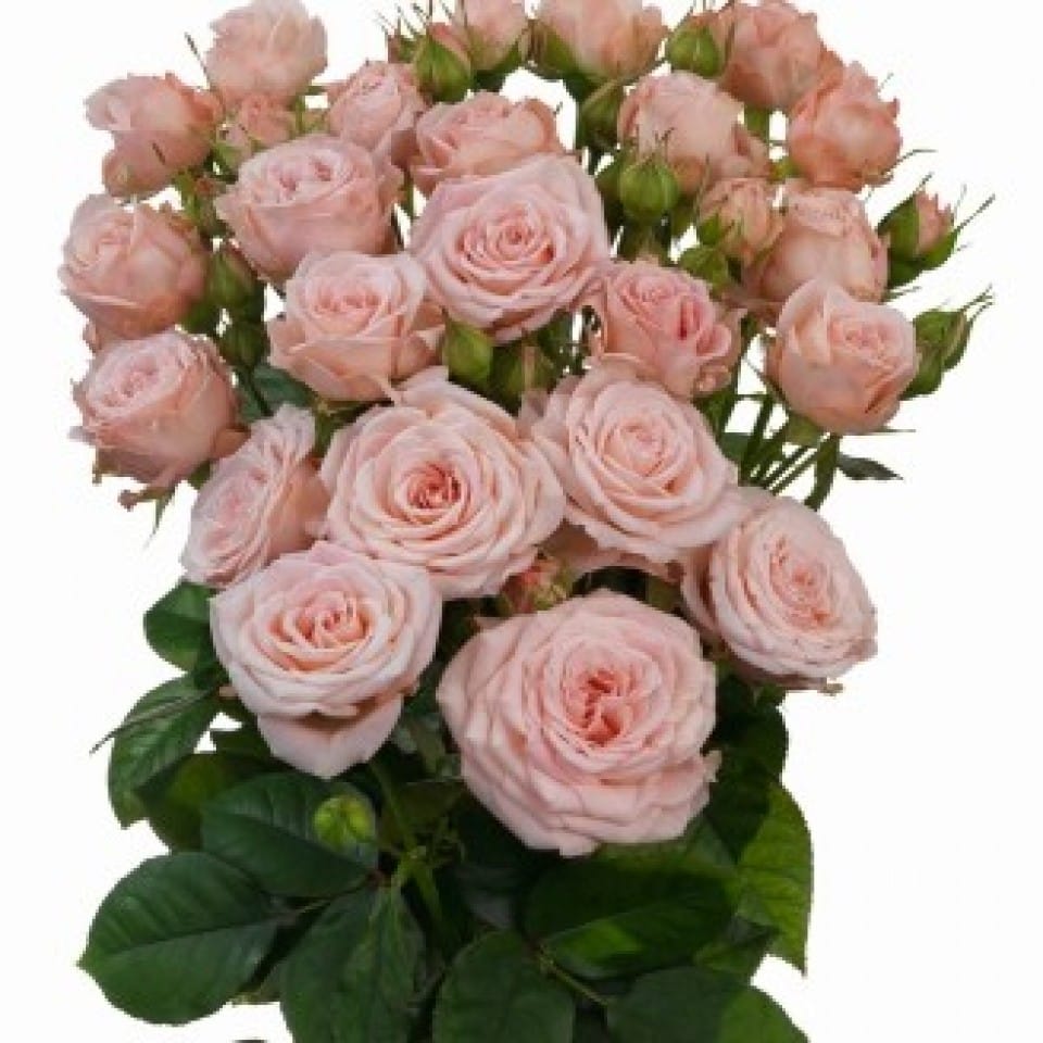 Interplant │ Aerobic - Pink - 120442 - Schreurs Roses