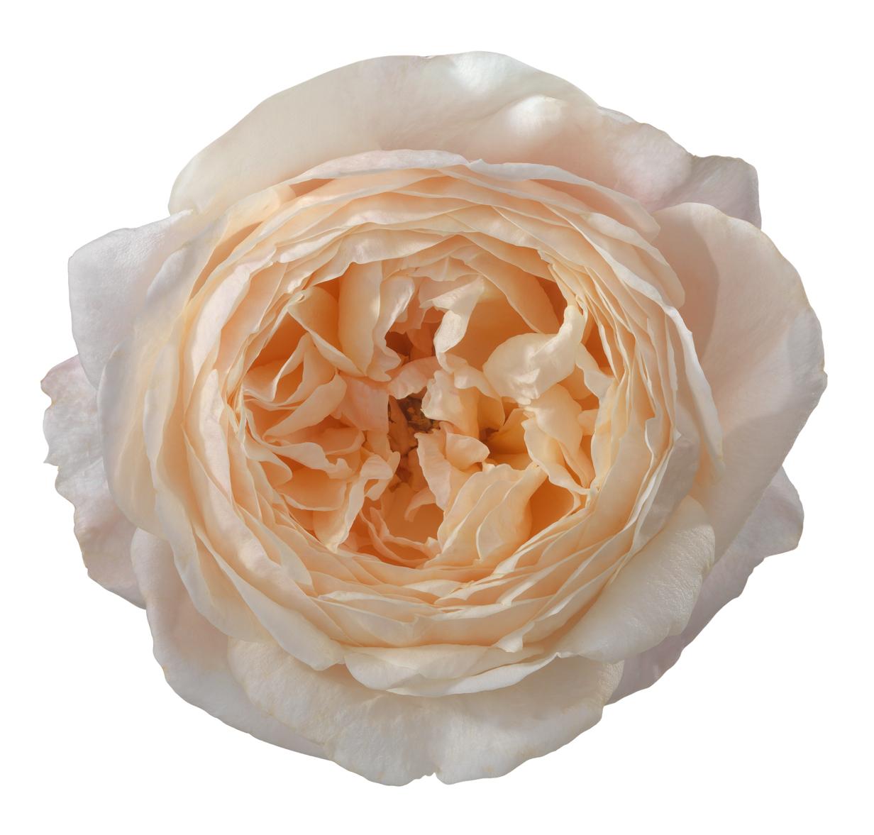 Madame Gulya! - Peach - - Schreurs Roses
