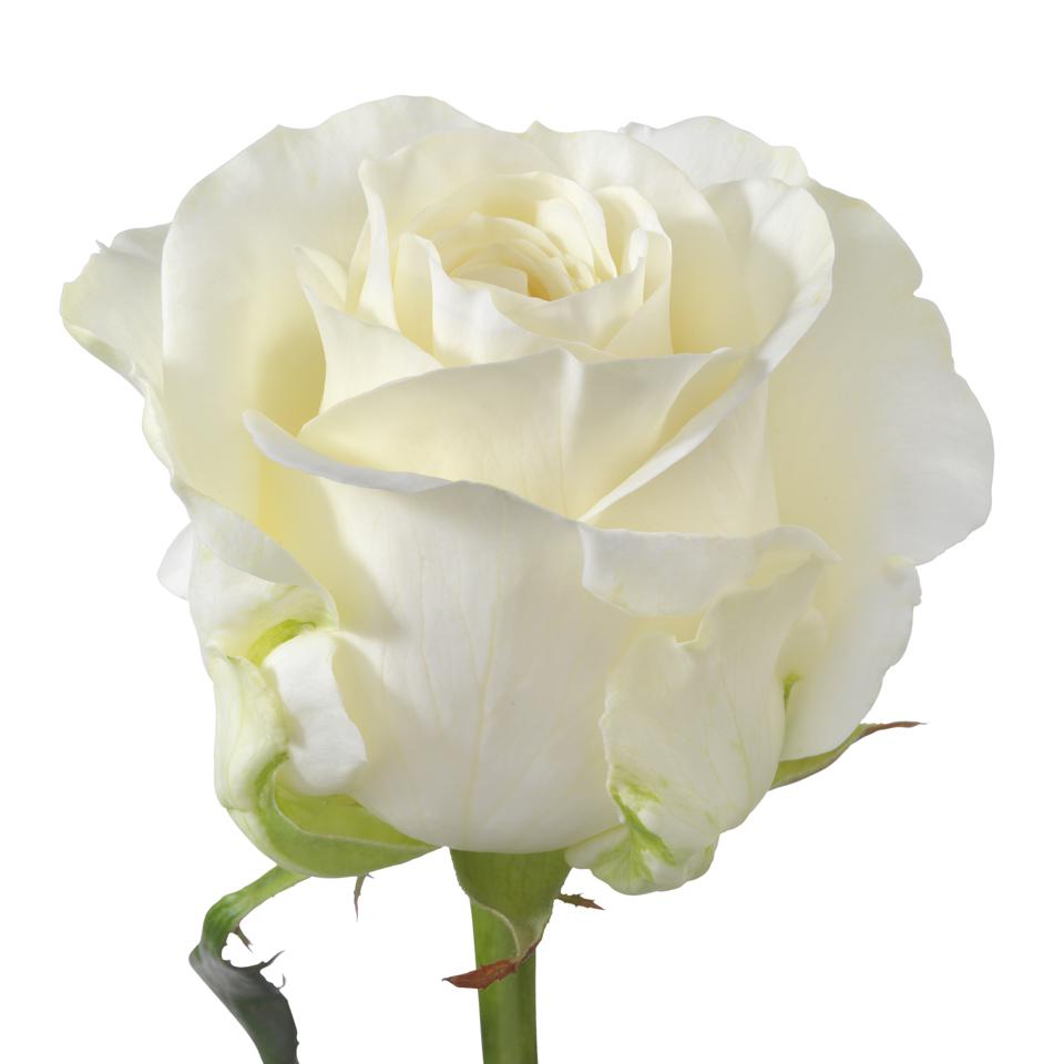 Ivana! - White - - Schreurs Roses