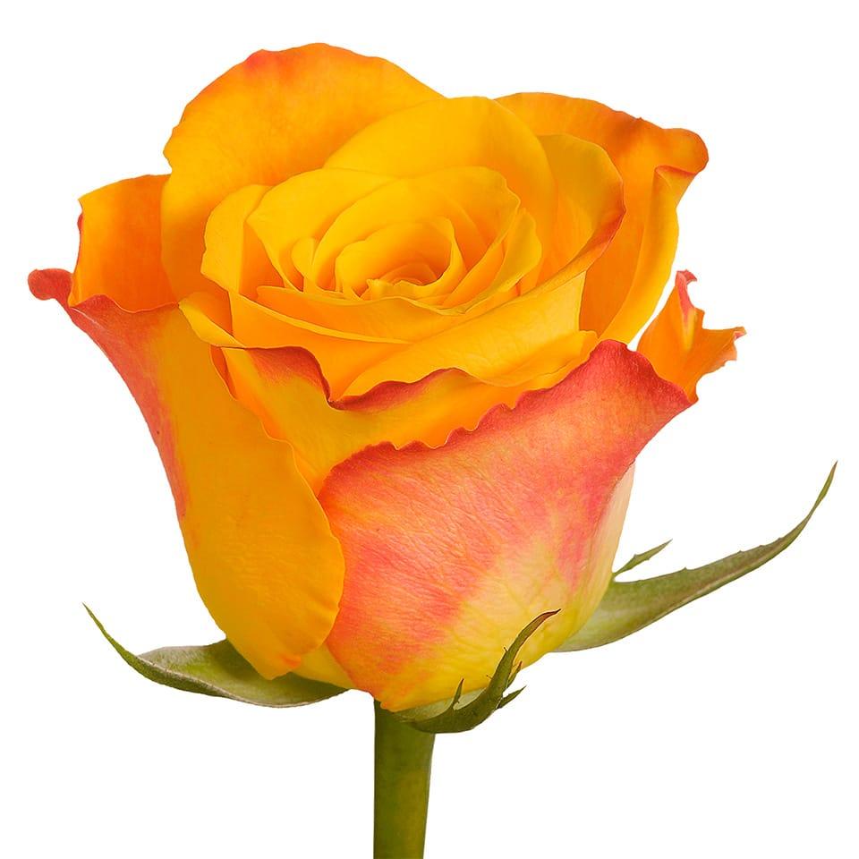 Купить розы поштучно в москве. Сорт розы Мари Клер.