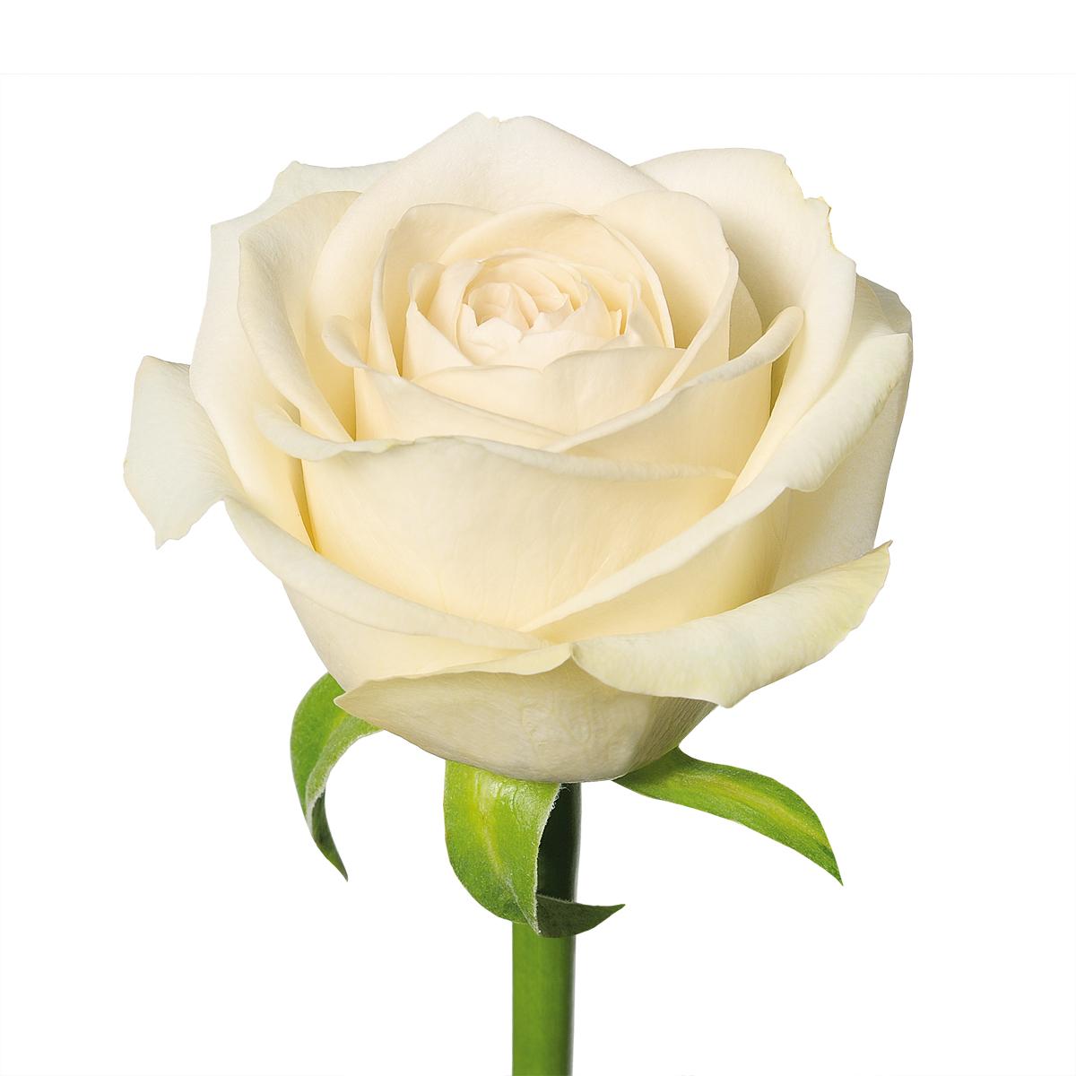 Nordia! - White - - Schreurs Roses