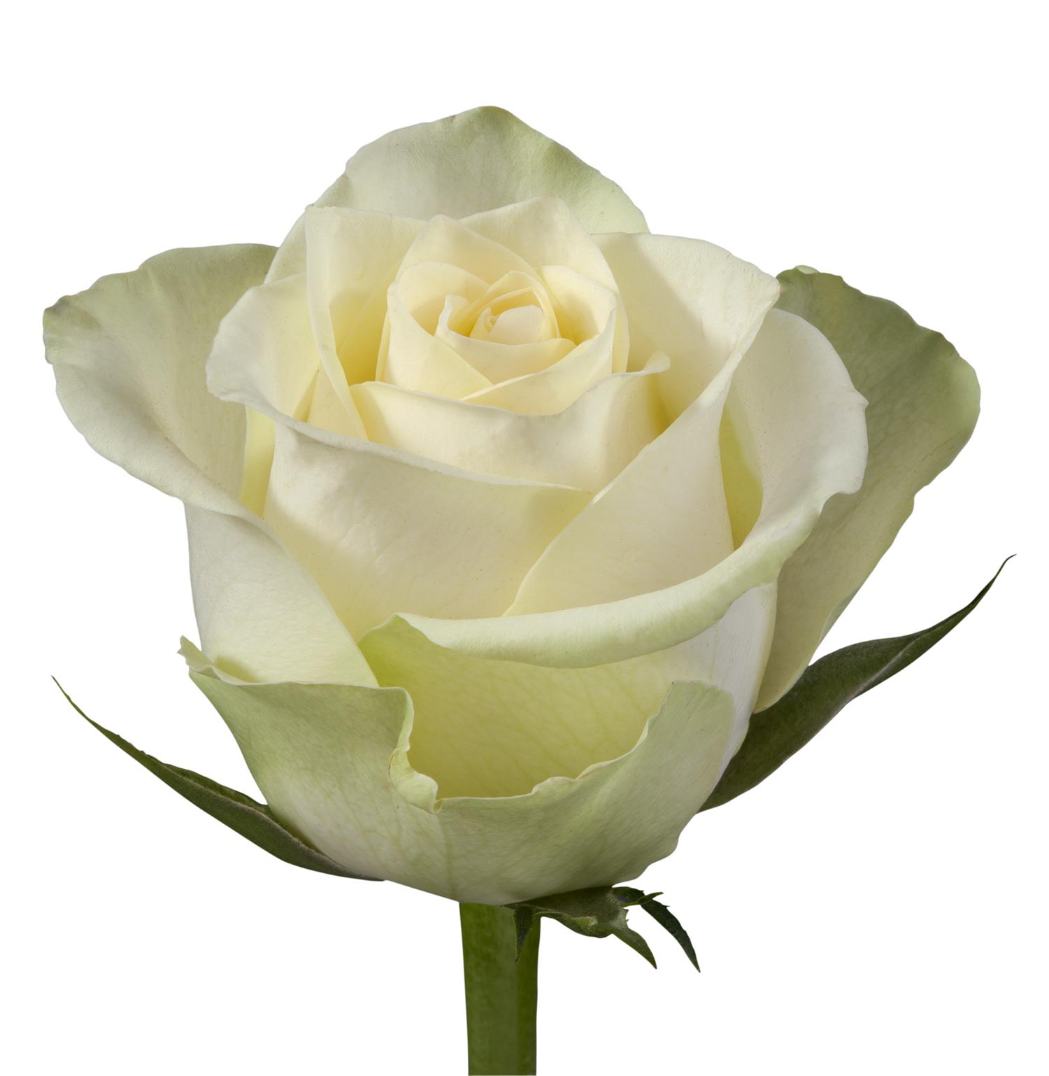 Cream Mayfair! - Cream - - Schreurs Roses