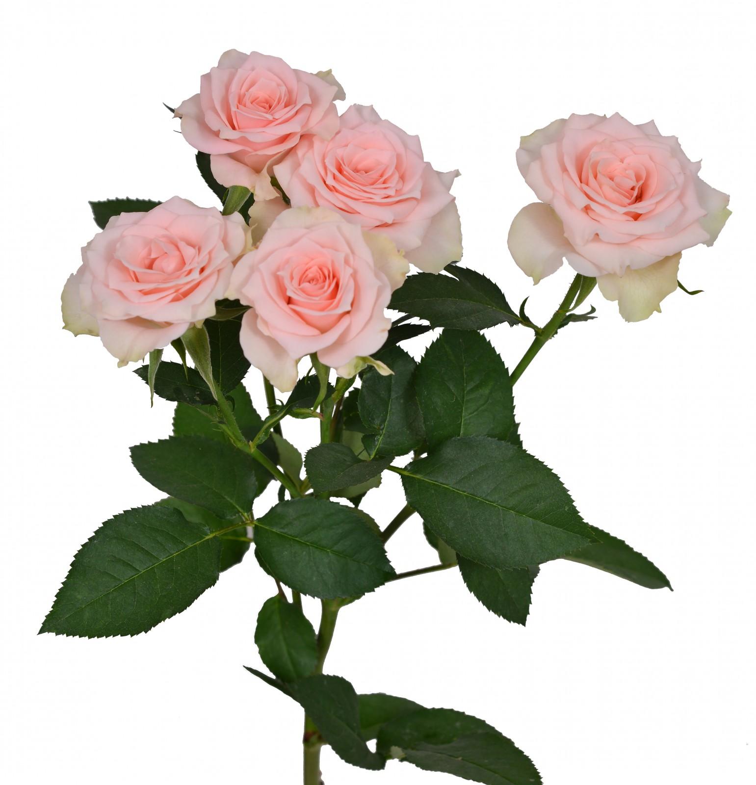 Elba! - Pink - - Schreurs Roses