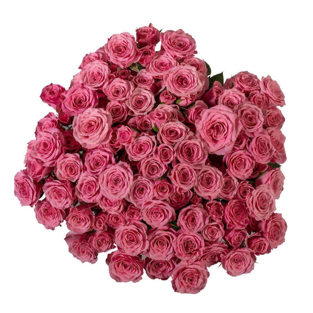 Suspiro! - Pink - - Schreurs Roses